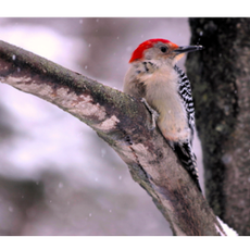 Wisco Cheer Wisco Cheer Holiday Card - Woodpecker