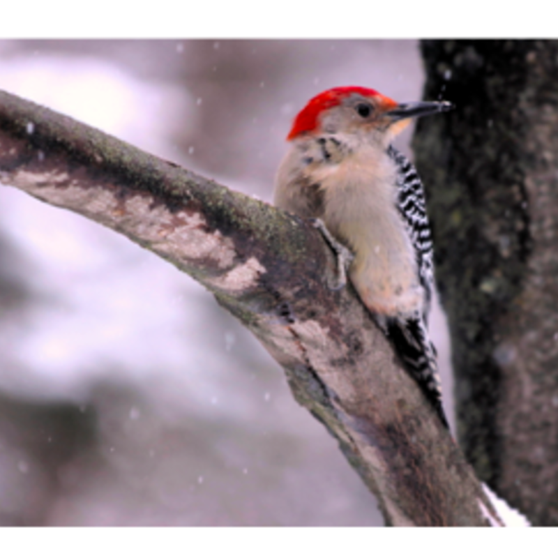 Wisco Cheer Wisco Cheer Holiday Card - Woodpecker