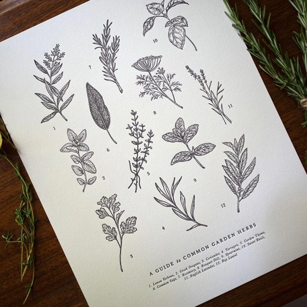 The Wild Wander (Faire) Guide to Garden Herbs Chart (11x14)