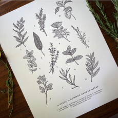 The Wild Wander (Faire) Guide to Garden Herbs Chart (11x14)