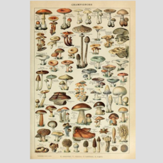 Lantern Press Mushrooms Print (12x18)