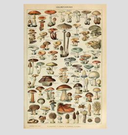 Lantern Press Mushrooms Print (12x18)