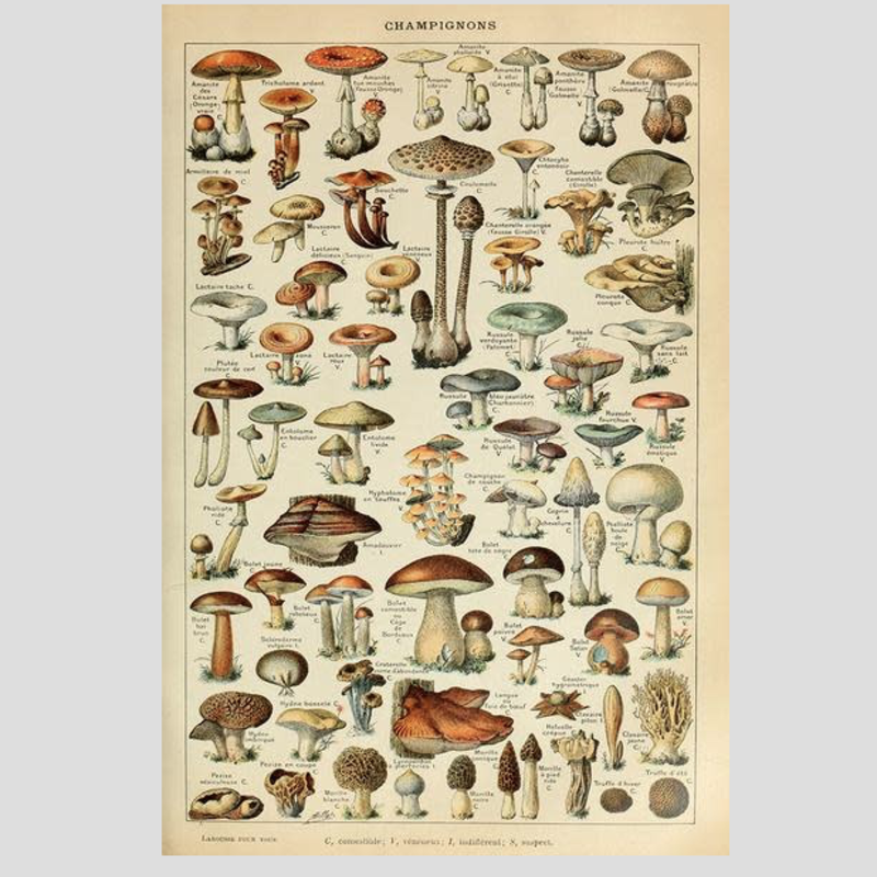 Lantern Press Mushrooms Print (12x18)