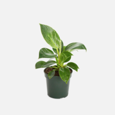 Volume One Philodendron 'Brazil' - 8" HB