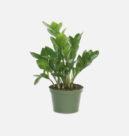 Volume One Plant - 6" ZZ