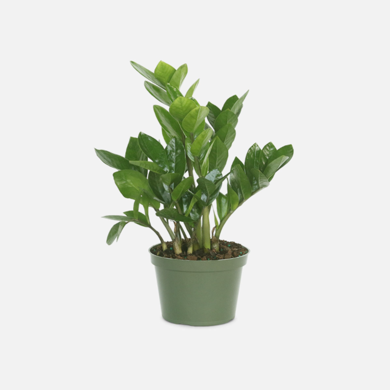 Volume One Plant - 6" ZZ