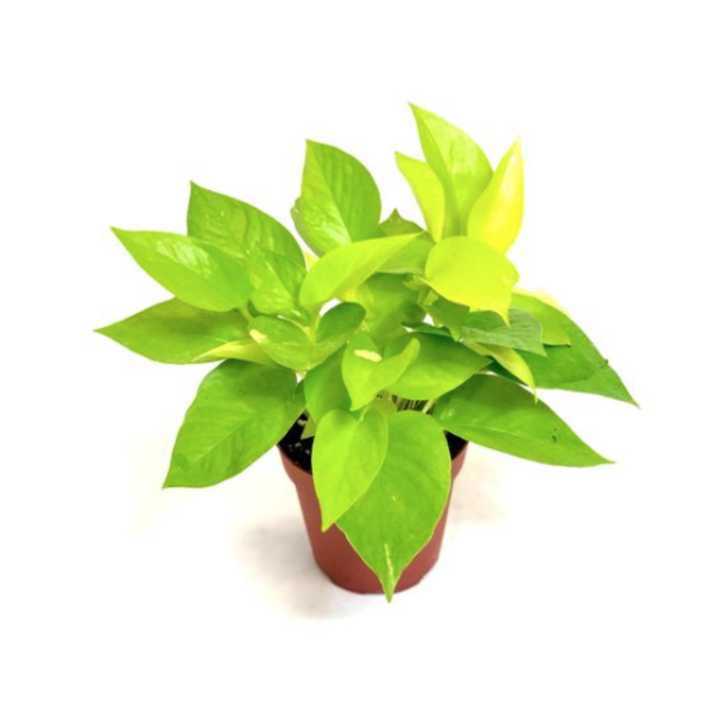 Volume One Plant - Pothos 'Neon' - 6"