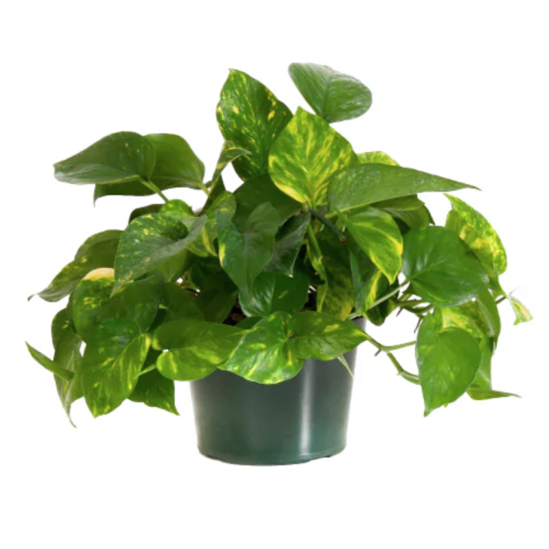 Volume One Plant - Pothos 'Golden' - 4"