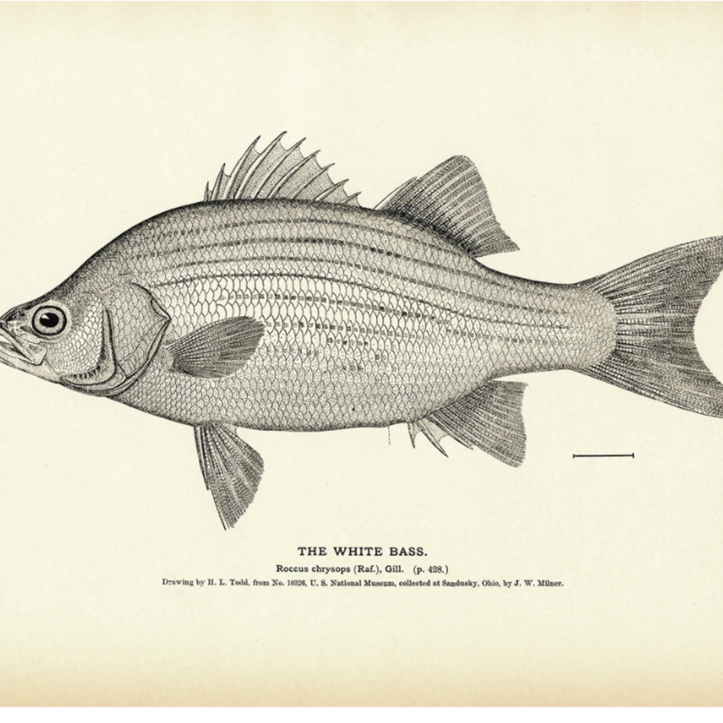 Muir Way White Bass Print (8.5 x 11)