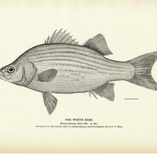 Muir Way White Bass Print (8.5 x 11)