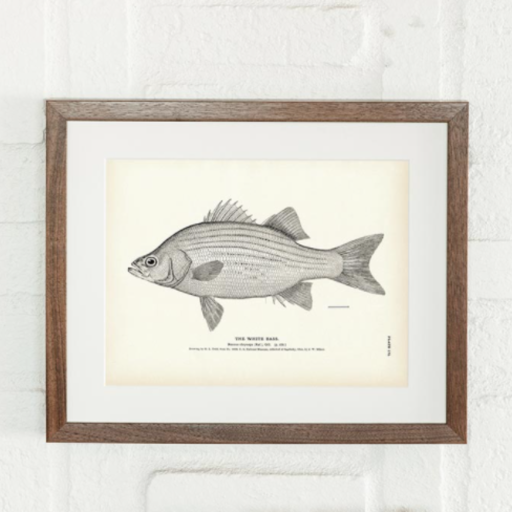 Muir Way White Bass Print (8.5 x 11)