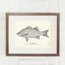 Muir Way White Bass Print (8.5 x 11)