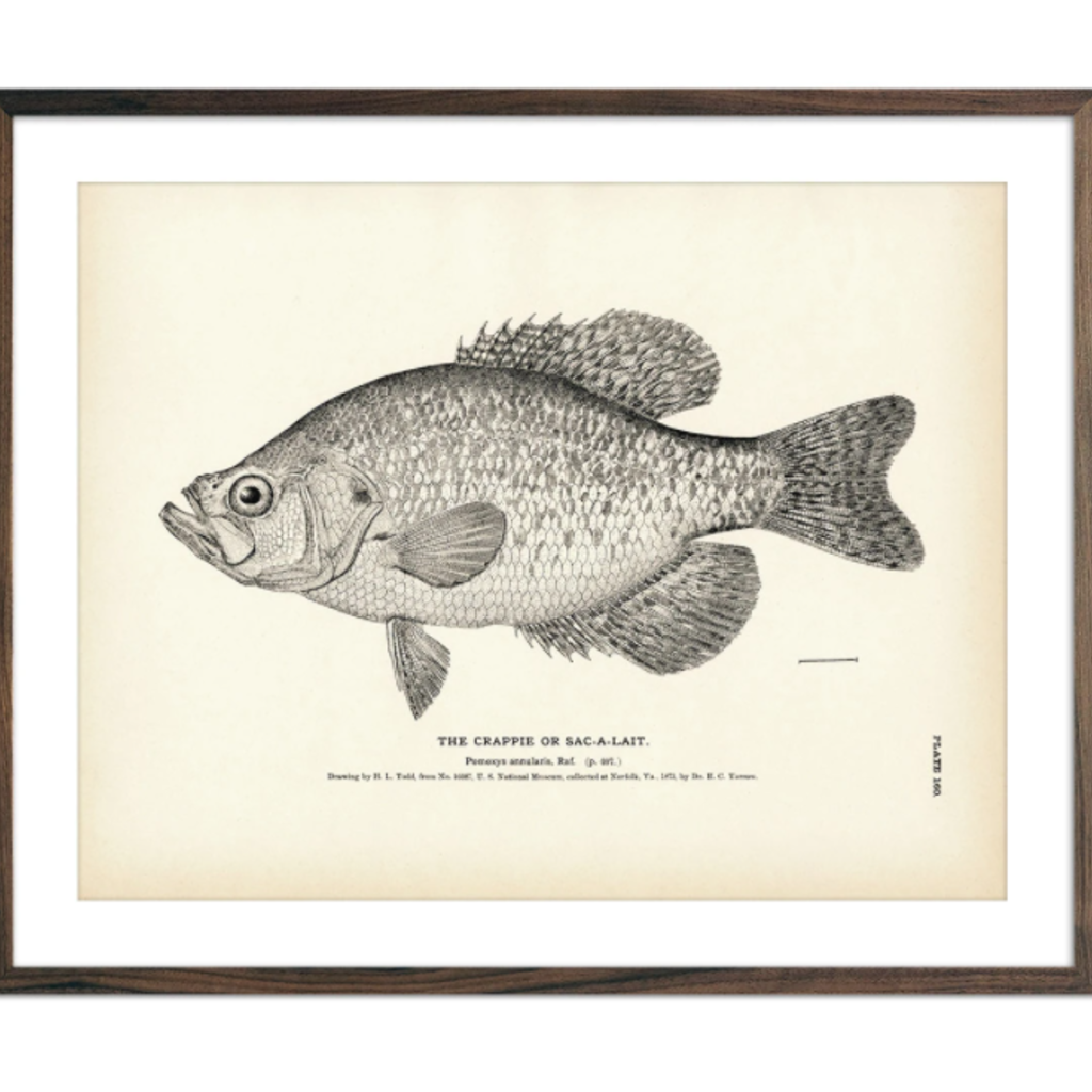 Crappie Print (8.5" x 11")