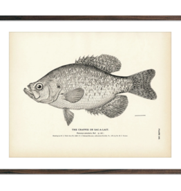 Crappie Print (8.5" x 11")
