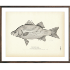 Muir Way White Bass Print (8.5 x 11)