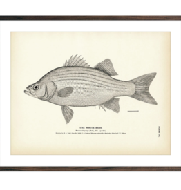 Muir Way White Bass Print (8.5 x 11)