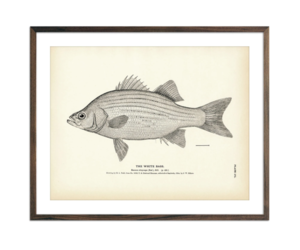 White Bass - 1884 Print