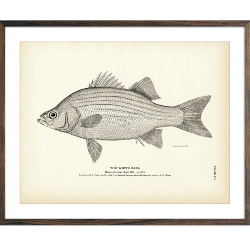 Muir Way White Bass Print (8.5 x 11)