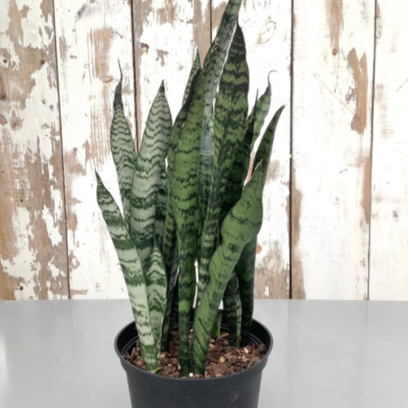 Volume One Plant - 6" Sansevieria 'Zeylanica'