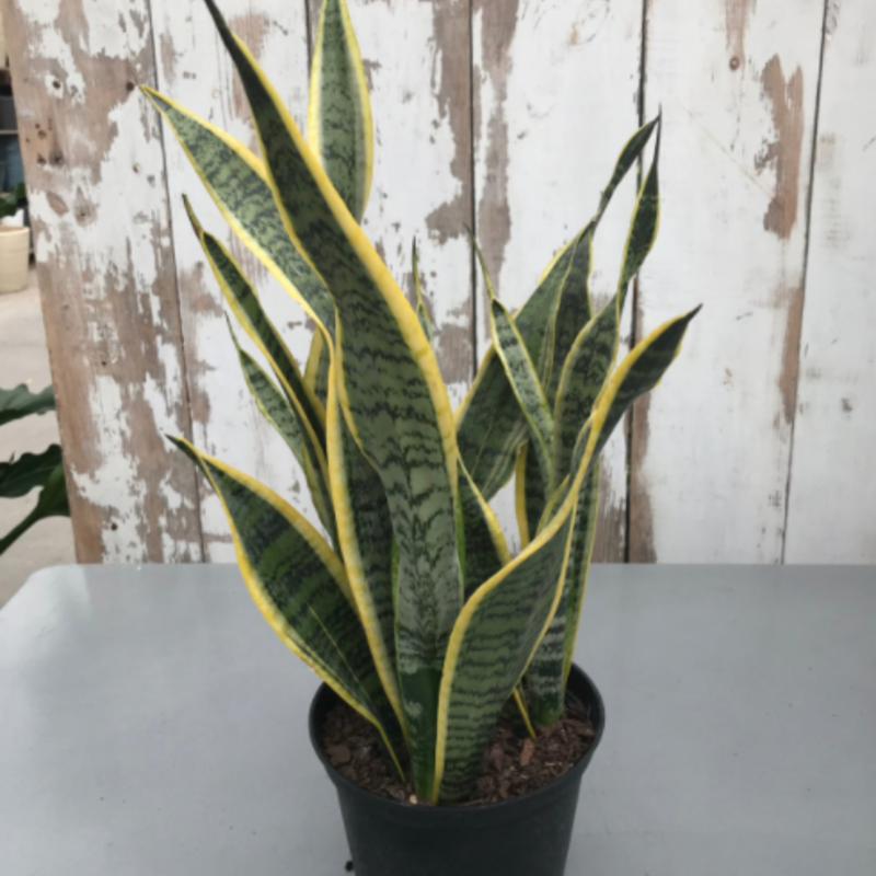 Volume One Plant - 6" Sansevieria 'Laurentii'