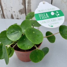 Volume One Plant - 4" Pilea Peperomioides