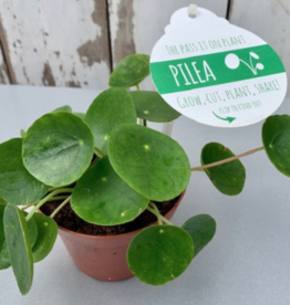 Volume One Plant - 4" Pilea Peperomioides
