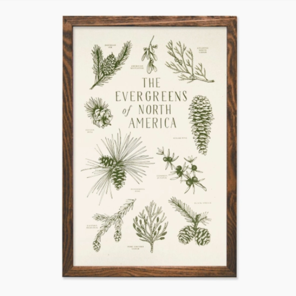 The Wild Wander (Faire) Evergreens of North America Print (11x17)