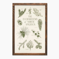 Evergreens of North America Print (11x17)