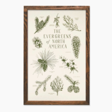 The Wild Wander (Faire) Evergreens of North America Print (11x17)