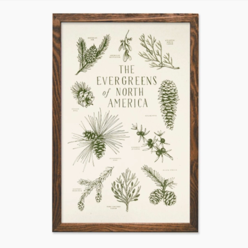 The Wild Wander (Faire) Evergreens of North America Print (11x17)