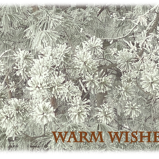 Wisco Cheer Wisco Cheer Holiday Card - Frosted Pine