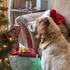 Wisco Cheer Dog Bandana