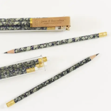 June & December Succulent Pencil Terrarium - Set Of 5