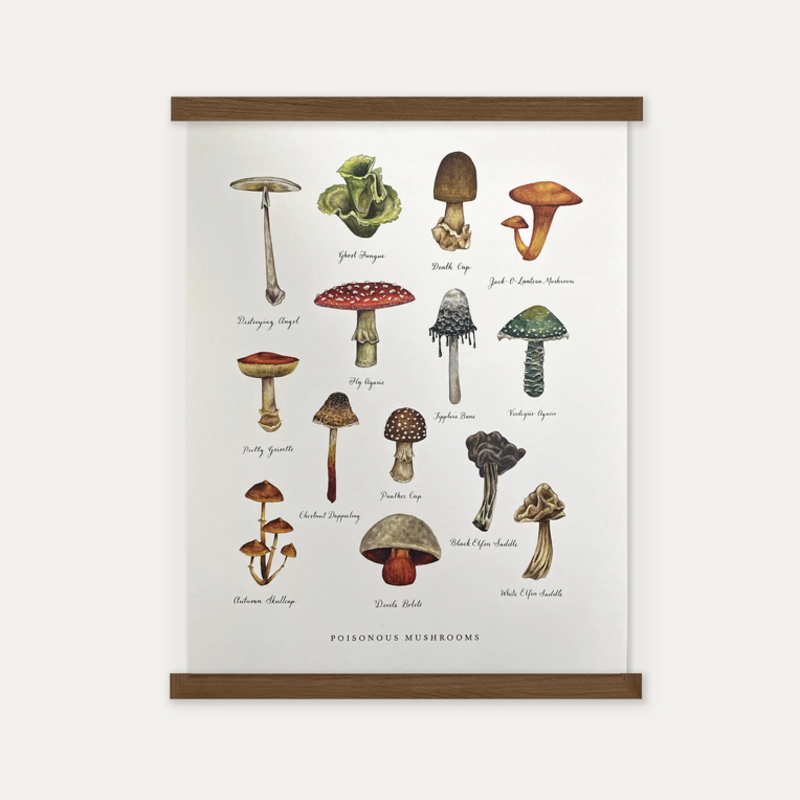 The Wild Wander (Faire) Print - Poisonous Mushrooms