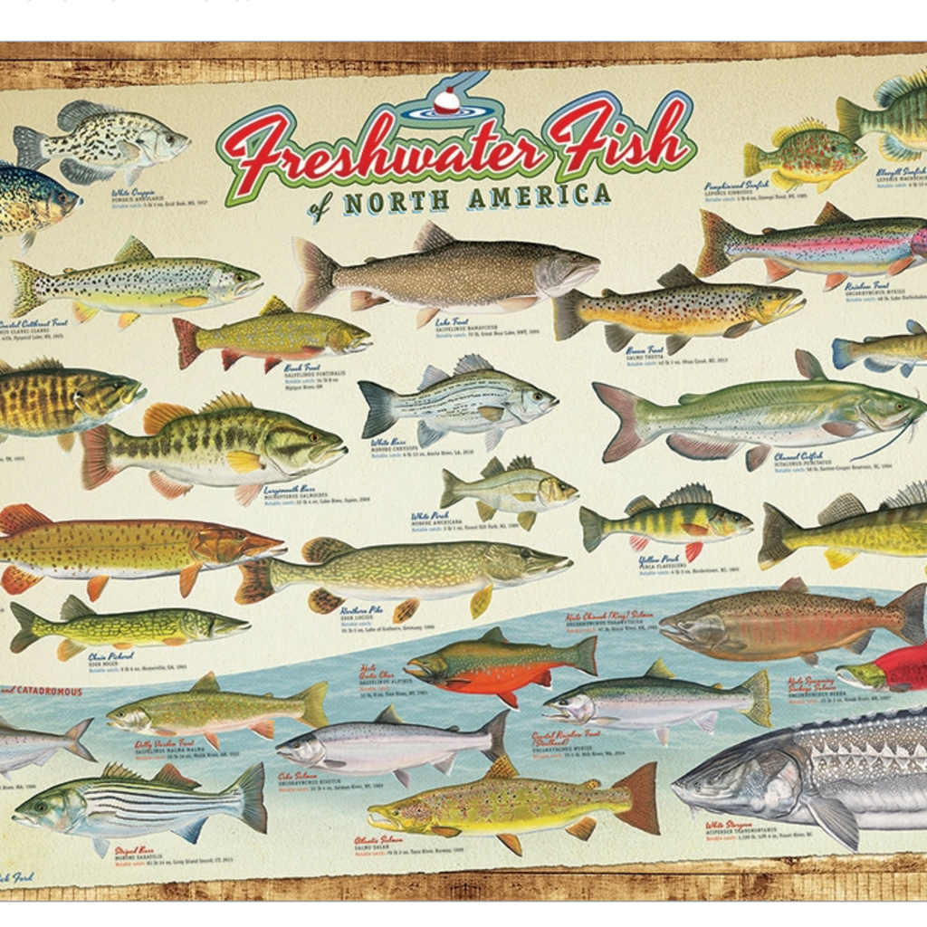Cobble Hill Puzzles Puzzle: Freshwater Fish of North America (1000 pc)
