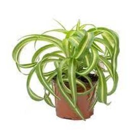 Volume One Plant - 4" Spider Plant 'Bonnie'