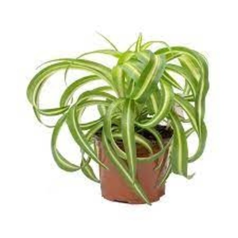 Volume One Plant - 4" Spider Plant 'Bonnie'