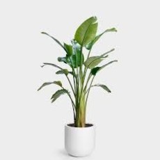 Volume One Plant - Birds of Paradise Assorted (White)