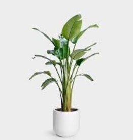 Volume One Plant - Birds of Paradise Assorted (White)
