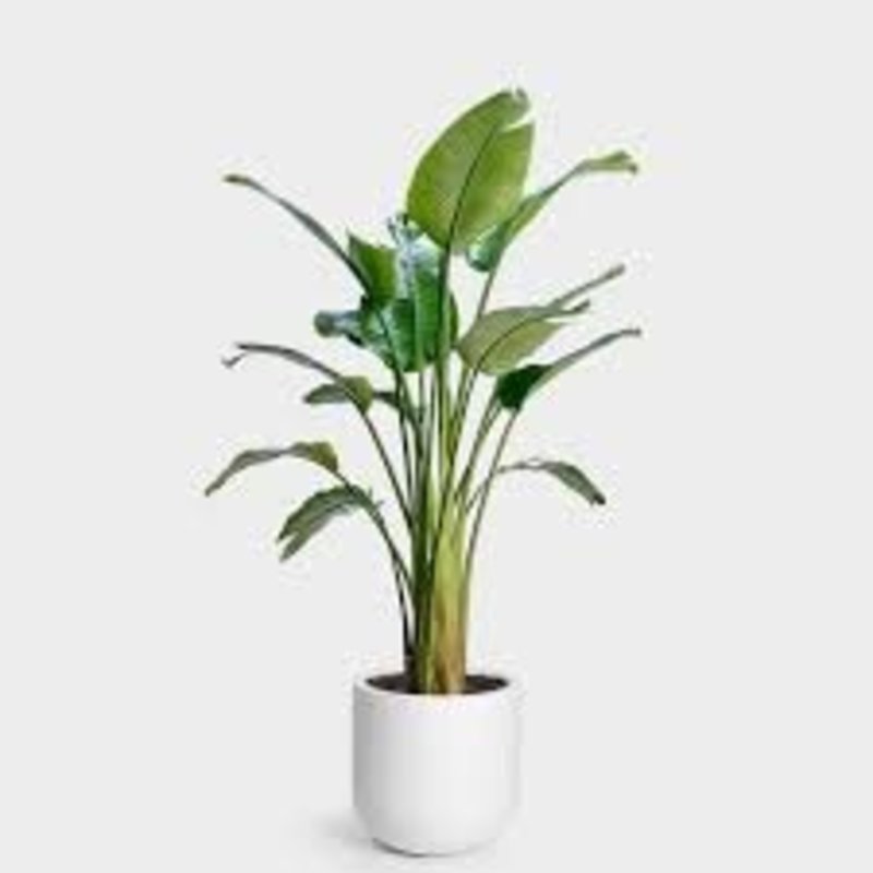 Volume One Plant - Birds of Paradise Assorted (White)