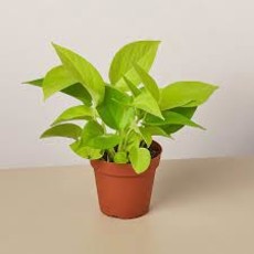 Volume One Plant - Pothos 'Neon' - 4"