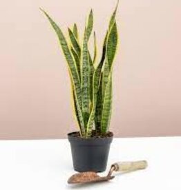 Plant - 10" Sansevieria Laurentii