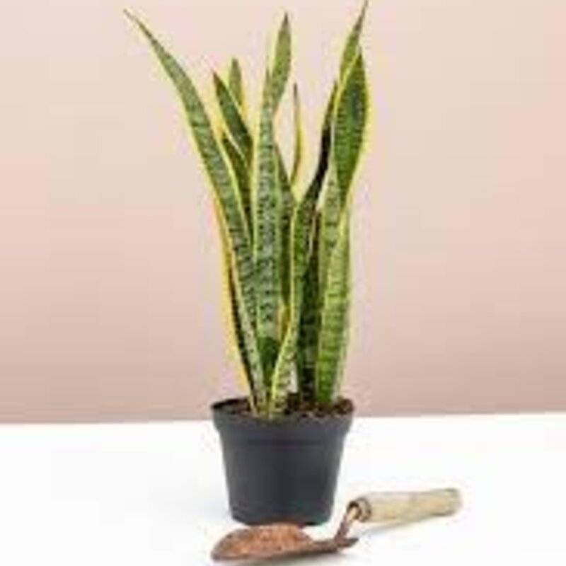 Plant - 10" Sansevieria Laurentii