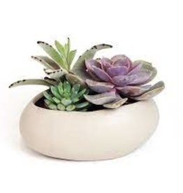 Volume One Large Succulent / Cacti (Assorted)