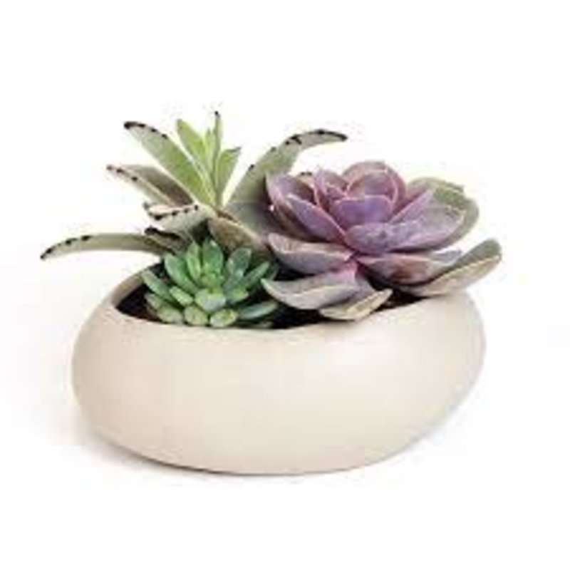 Volume One Large Succulent / Cacti (Assorted)