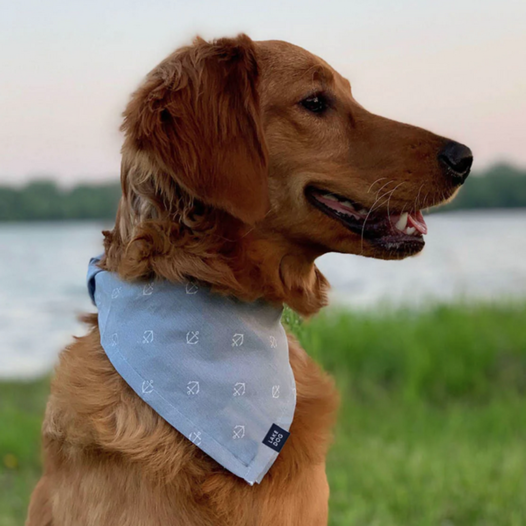 tortoise light at night