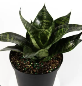 Volume One Sansevieria 'Birdsnest'