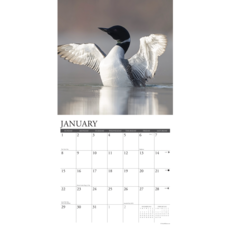 Volume One 2023 Calendar - Loons