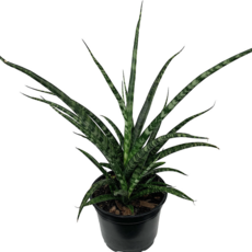 Volume One Plant - 6" Sansevieria 'Fernwood'