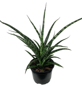 Volume One Plant - 6" Sansevieria 'Fernwood'